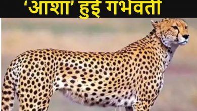 Cheetah in MP