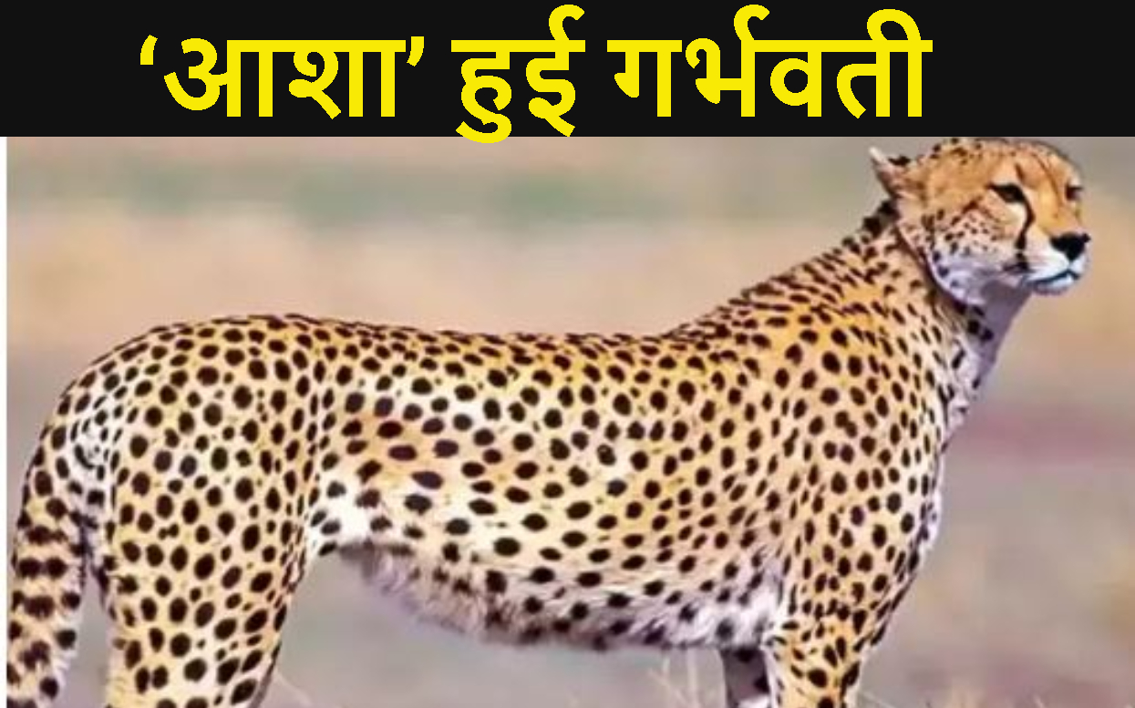 Cheetah in MP