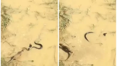 Weasel fighting with snake (Photo Credits - Social Media)