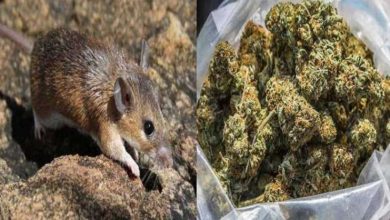Rats of UP became drug addicts