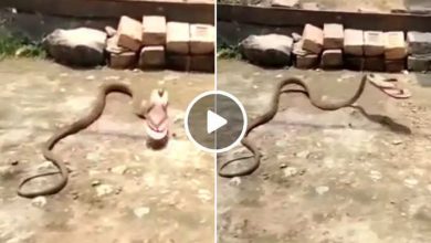woman-throw-chappal-on-snake-he-ran-with-slipper