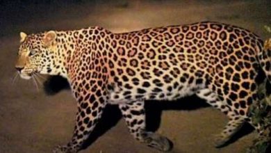 Leopard terror has started increasing in Mirzapur