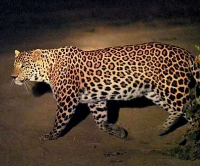 Leopard terror has started increasing in Mirzapur